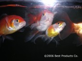 GOLDFISH_IN_TANK_1.jpg