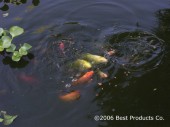 KOI_IN_POND_2.jpg